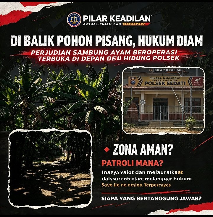 Di Balik Rimbunan Pisang, Hukum Membisu — Perjudian Sabung Ayam Beroperasi Terang-Terangan, Tak Jauh dari Kantor Polsek